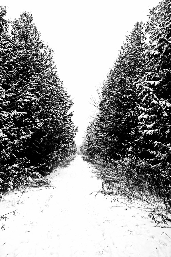 Winter Trail In Black And White by Deb Oppermann